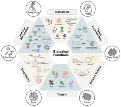 Biological function of exosomes (Gurunathan, S. et al., 2019)